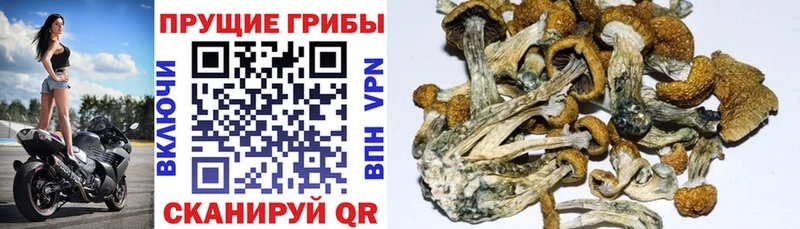 Псилоцибиновые грибы Psilocybine cubensis hydra маркетплейс Углегорск
